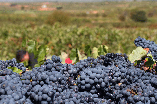 烏迭爾-雷格納葡萄品種